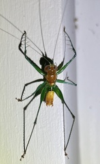 Arachnoscelidina