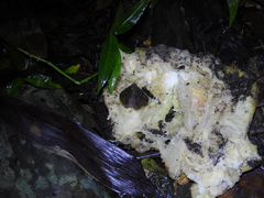 Ommatophora luminosa
