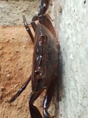 Pseudothelphusidae