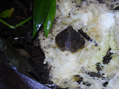 Ommatophora luminosa