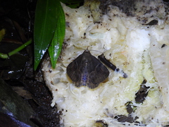 Ommatophora luminosa