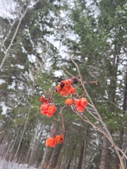 Shepherdia canadensis