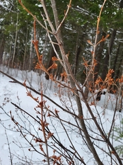 Shepherdia canadensis