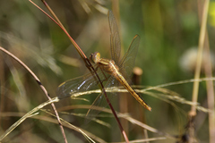 Crocothemis nigrifrons
