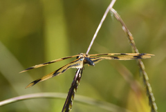 Rhyothemis graphiptera