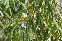 Persoonia falcata