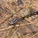 Ashy Clubtail - Photo (c) Greg Lasley, some rights reserved (CC BY-NC), uploaded by Greg Lasley