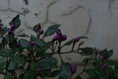 Capsicum annuum