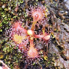 Drosera uniflora