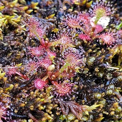Drosera uniflora