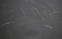 Poecilia latipinna