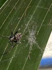Neoscona theisi