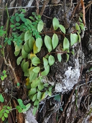 Codonanthopsis