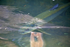 Megalops atlanticus