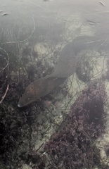 Gymnothorax mordax