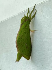 Aenetus eximia