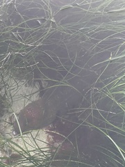 Gymnothorax mordax