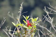 Rhododendron oldhamii
