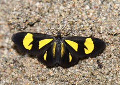 Cyllopoda claudicula