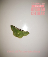 Nemoria lixaria