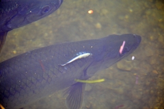 Megalops atlanticus