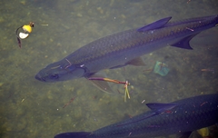 Megalops atlanticus