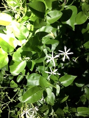 Jasminum