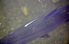 Megalops atlanticus