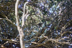 Acanthiza pusilla