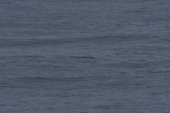 Caretta caretta