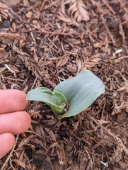 Piperia