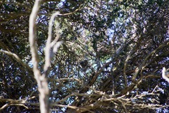 Acanthiza pusilla