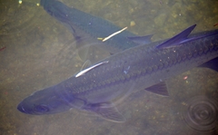 Megalops atlanticus