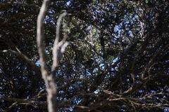 Acanthiza pusilla
