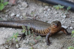 Matobosaurus validus