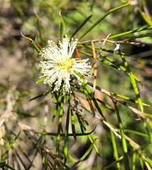 Melaleuca uncinata