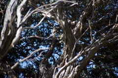 Acanthiza pusilla