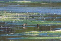 Gallinago hardwickii