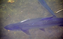 Megalops atlanticus