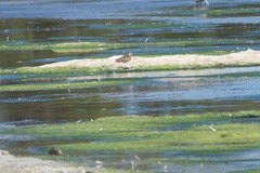 Gallinago hardwickii