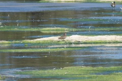 Gallinago hardwickii