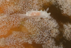 Membranipora membranacea