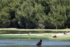 Gallinago hardwickii