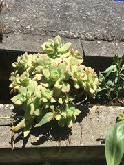 Aeonium haworthii