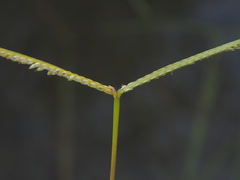 Paspalum conjugatum