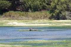 Gallinago hardwickii