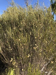 Melaleuca uncinata