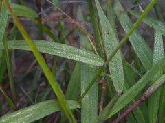 Paspalum conjugatum