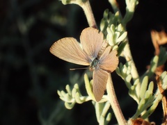 Zizina otis labradus