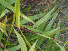Paspalum conjugatum